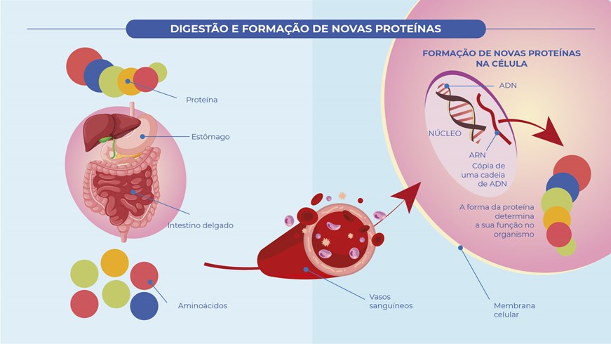 digestão e formação de novas proteínas